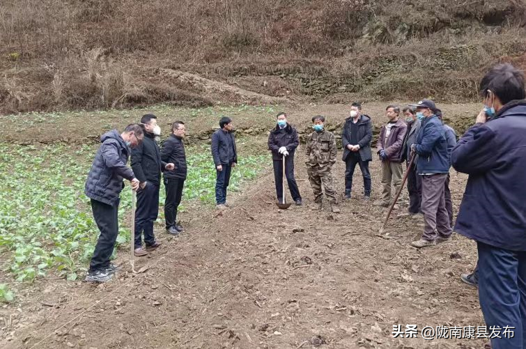 致富经绞股蓝种植视频_cctv致富经绞股蓝_绞股蓝骗局