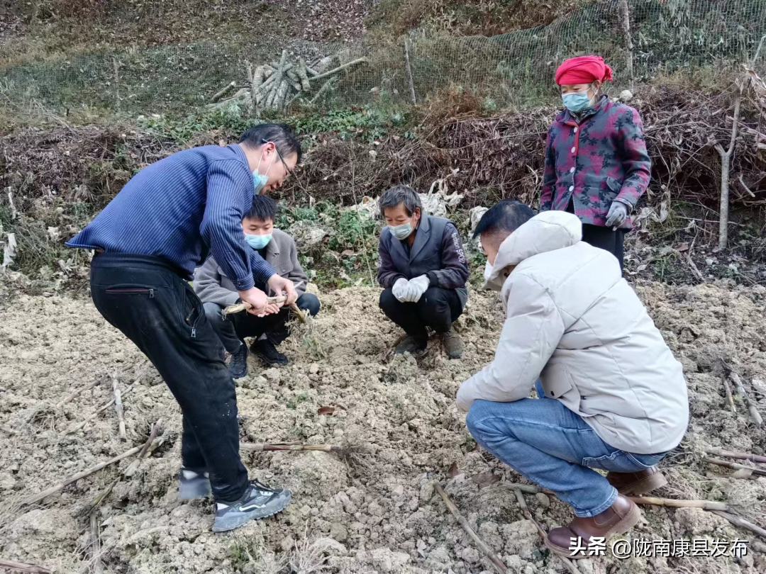绞股蓝骗局_cctv致富经绞股蓝_致富经绞股蓝种植视频