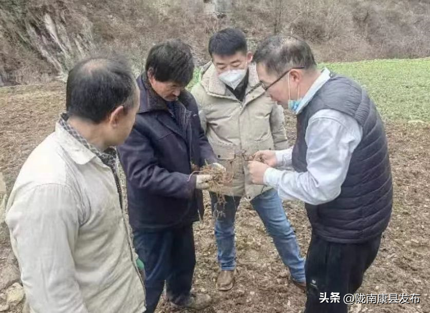绞股蓝骗局_致富经绞股蓝种植视频_cctv致富经绞股蓝