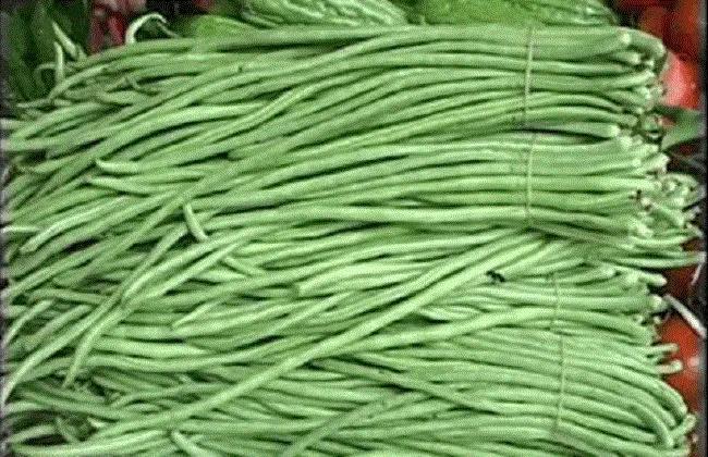 夏季大棚长豆角种植技术_大棚种植豆角需要注意哪些病害_春季大棚豆角种植技术