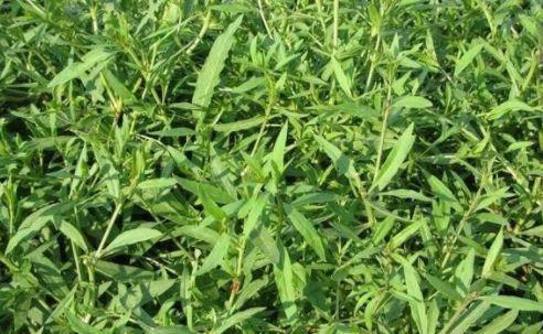 广东种植什么赚钱_广东种植什么致富_广东地区种植什么赚钱