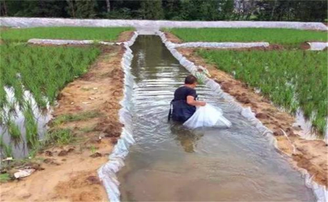 水稻青蛙泥鳅养殖技术_水稻青蛙泥鳅养殖技术_水稻青蛙泥鳅养殖技术