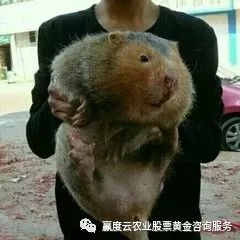 竹鼠养殖怎么样_竹鼠养殖技术吧_竹鼠养殖前景