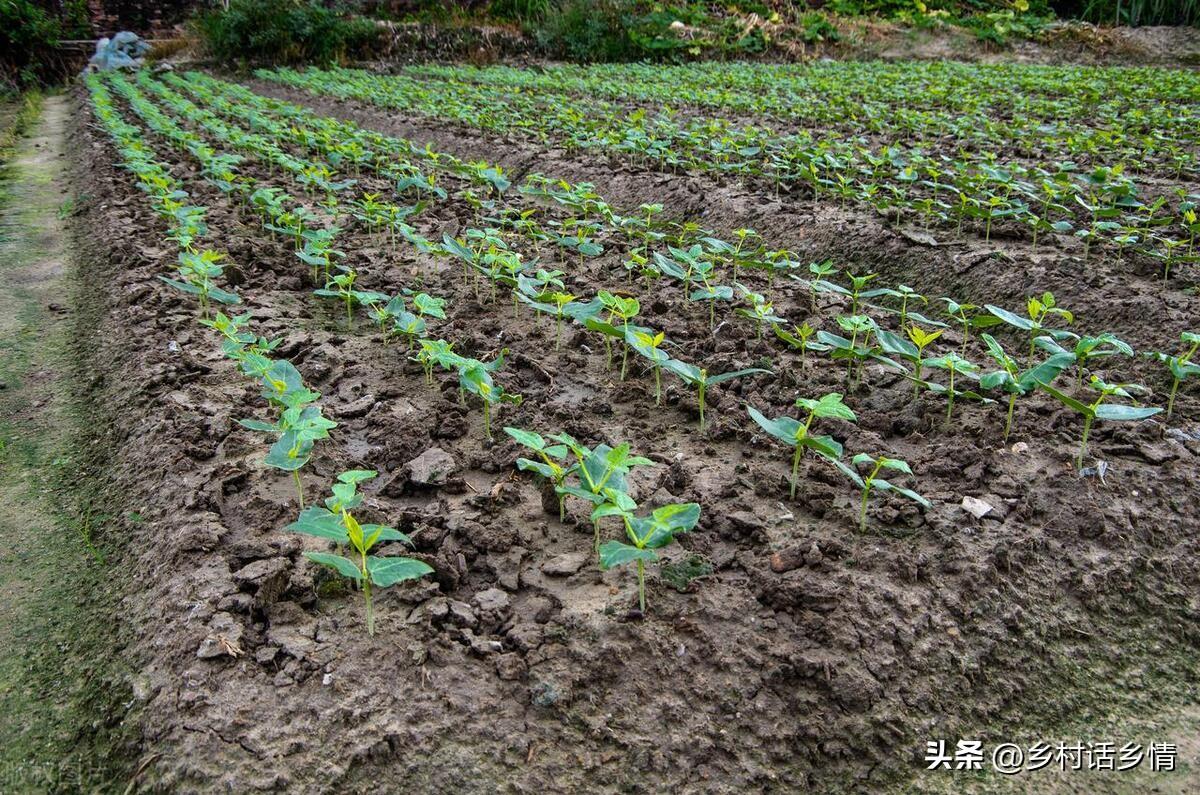大棚种植豆角需要注意哪些病害_大棚种豆角的生长周期_夏季大棚长豆角种植技术