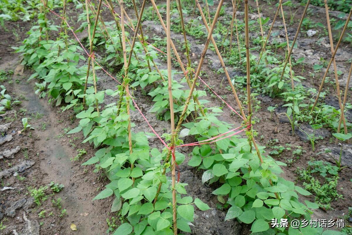 大棚种植豆角需要注意哪些病害_大棚种豆角的生长周期_夏季大棚长豆角种植技术