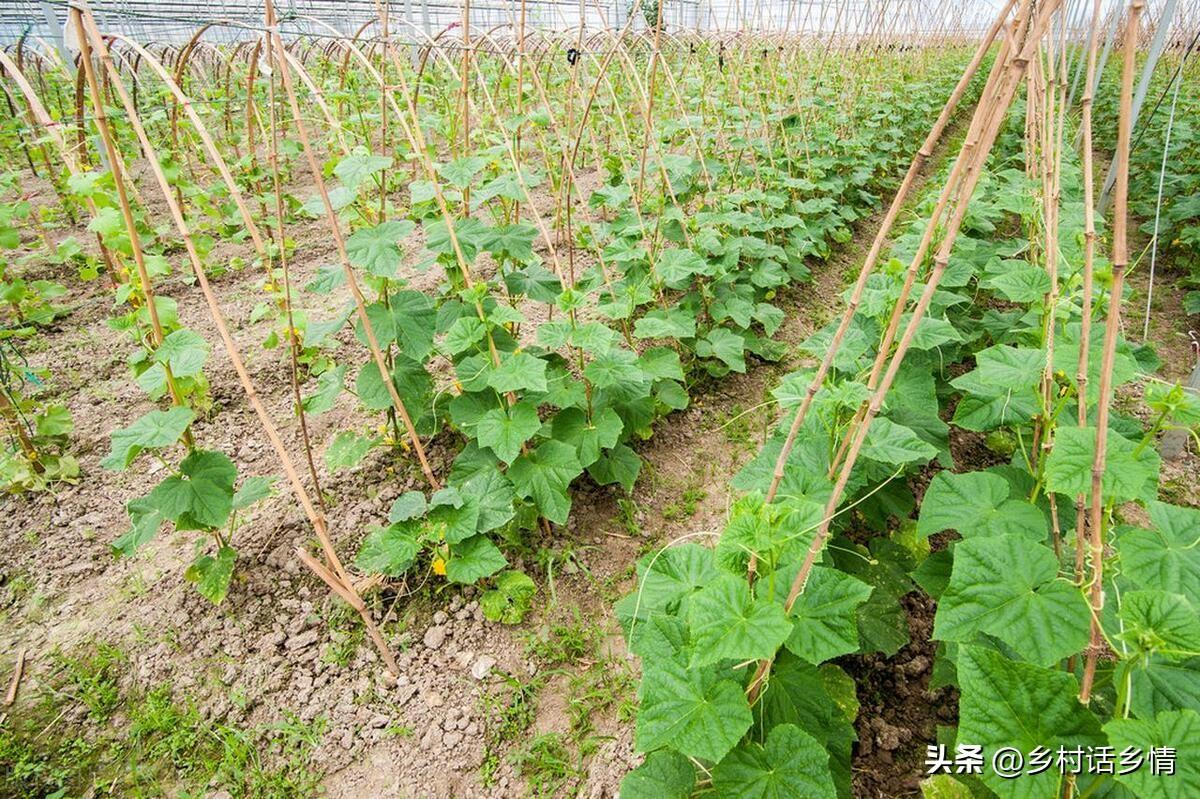 大棚种植豆角需要注意哪些病害_夏季大棚长豆角种植技术_大棚种豆角的生长周期