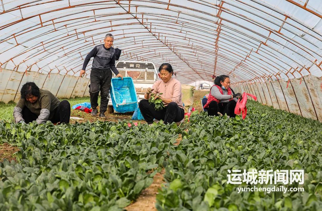 贵州蔬菜种植温室大棚致富_贵州大棚适合种植什么_贵州温室大棚工程