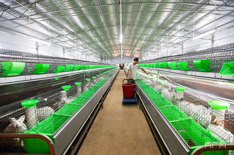 肉兔养殖方法和经济利润_养殖肉兔的养殖 技术._养肉兔技术大全
