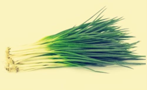 大葱种植技术时间多长_大葱种植时间和种植方法介绍_大葱种植技术时间