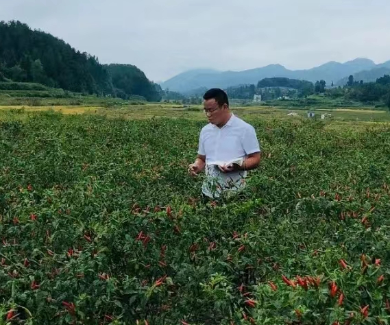贵州蔬菜种植温室大棚致富_贵州温室大棚工程_贵州温室大棚招标