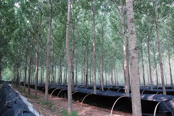 山东沂水县杨树林下种植香菇 催生农民致富新产业