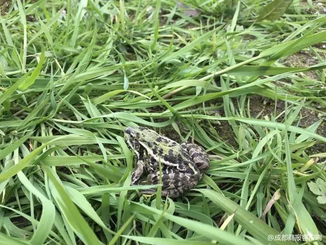 水稻青蛙泥鳅养殖技术_水稻青蛙泥鳅养殖技术_水稻青蛙泥鳅养殖技术