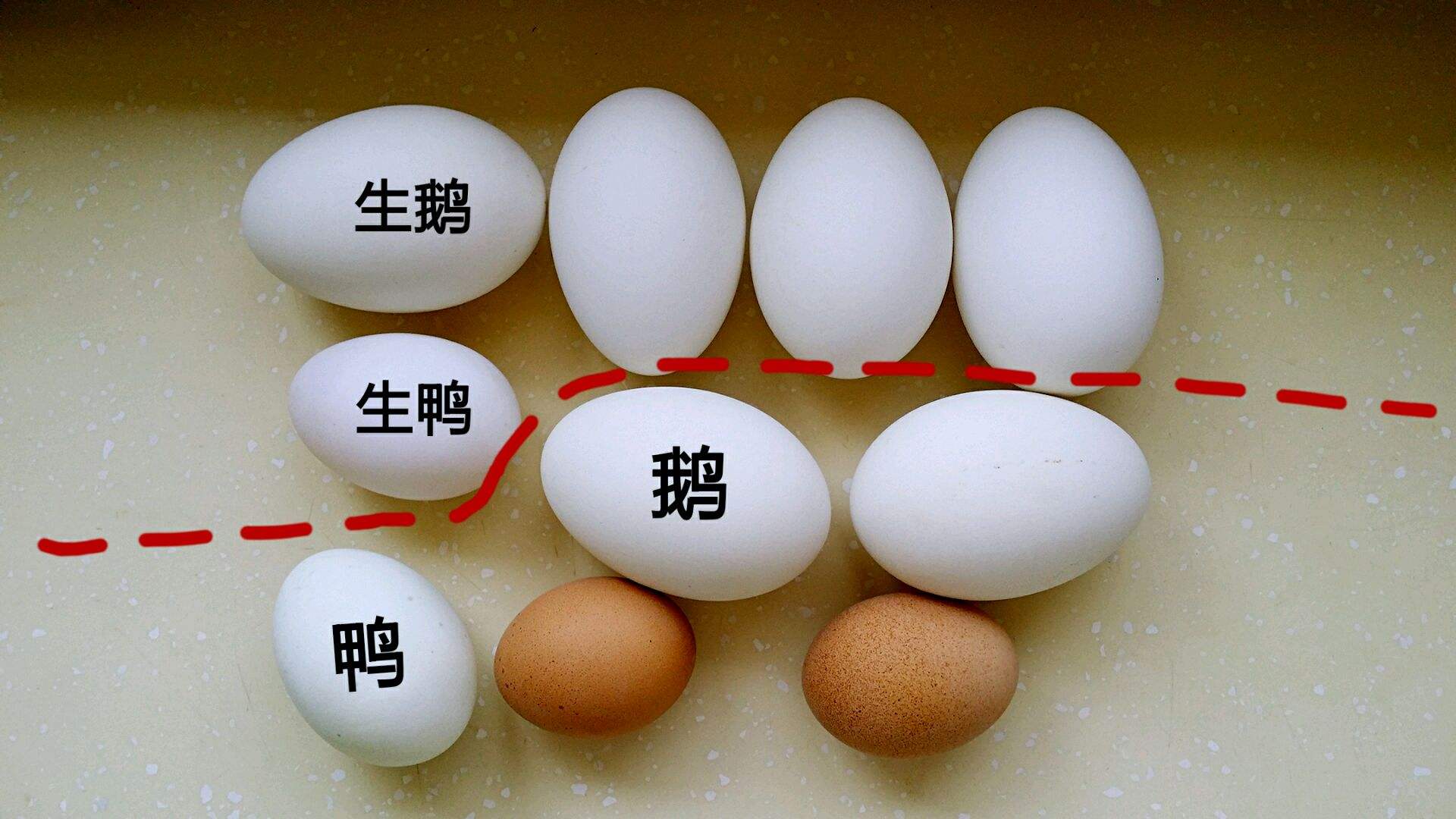 鹅鸭养殖先进技术视频_鸭鹅的先进养殖技术_鹅鸭养殖先进技术有哪些