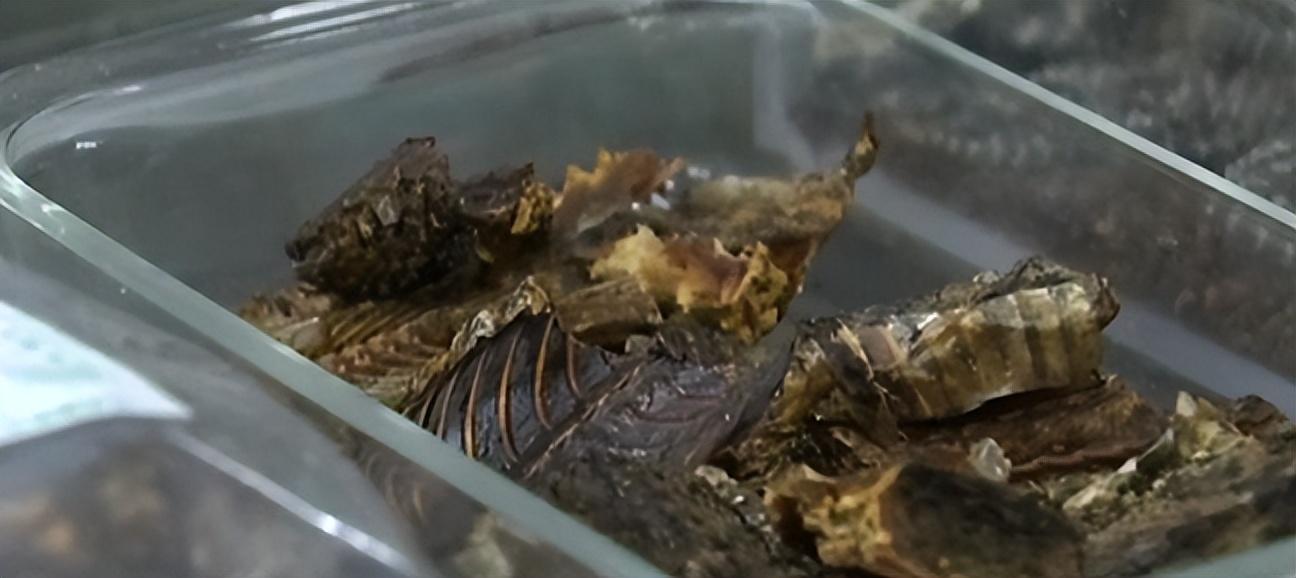 致富经养眼镜王蛇 蛇苗_致富经养眼镜王蛇 蛇苗_致富经养眼镜王蛇 蛇苗