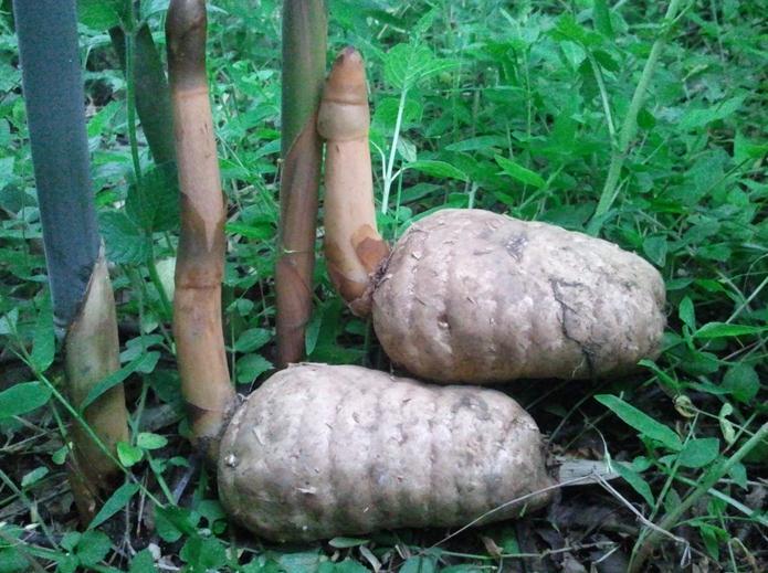 天麻的无性繁殖种植方法