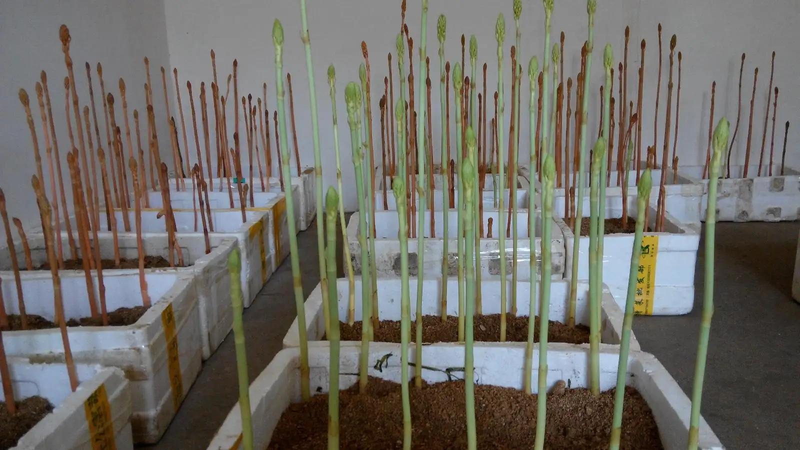 天麻种植技术资料_种植天麻资料技术与管理_种植天麻资料技术要点