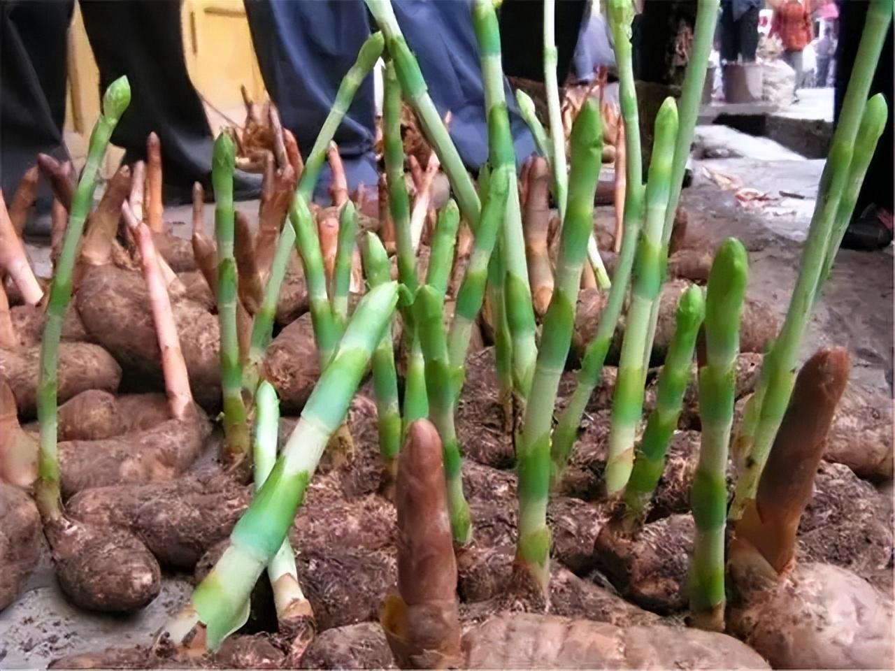 天麻种植技术资料_种植天麻资料技术要点_种植天麻资料技术与管理