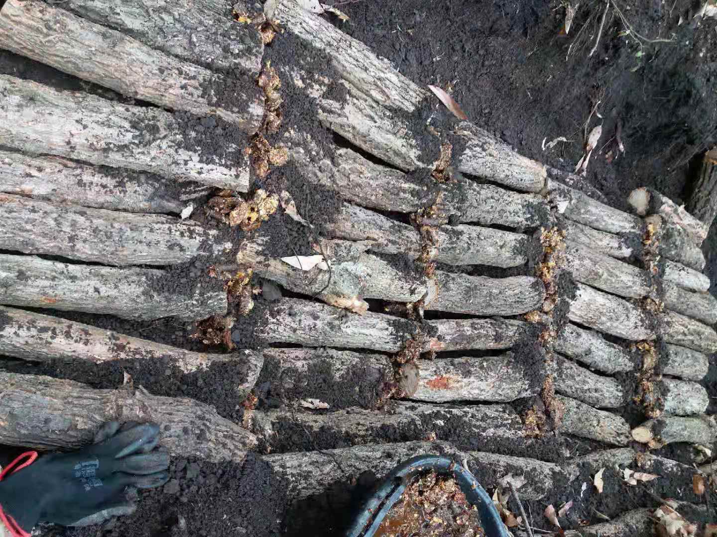 天麻种植技术资料_种植天麻资料技术要求_天麻种植技术标准