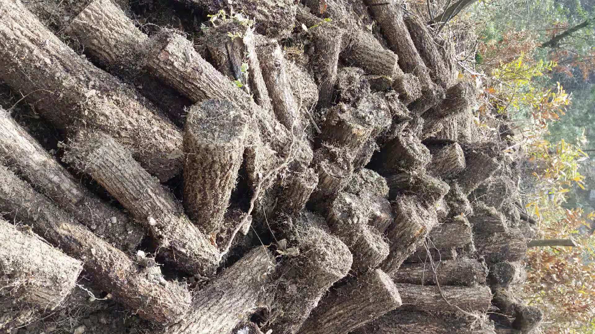 种植天麻资料技术要求_天麻种植技术资料_天麻种植技术标准