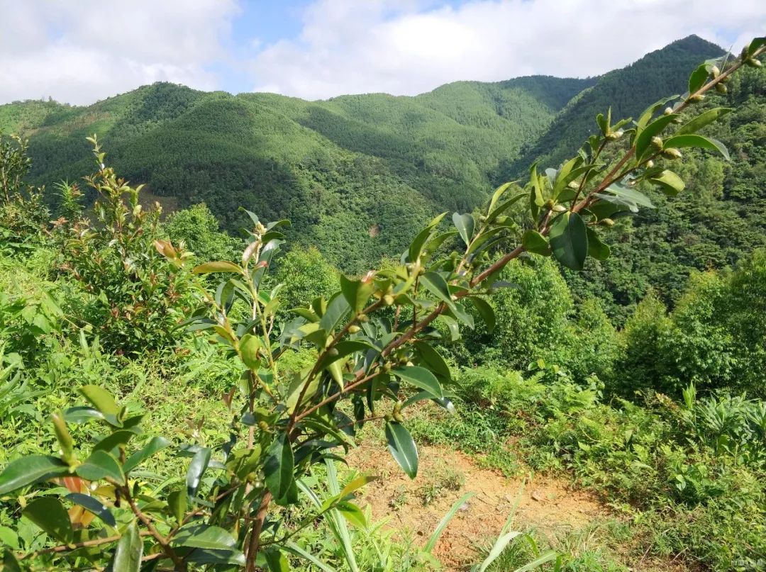 致富种植油茶林怎么样_油茶林种植致富_油茶林种植实施方案