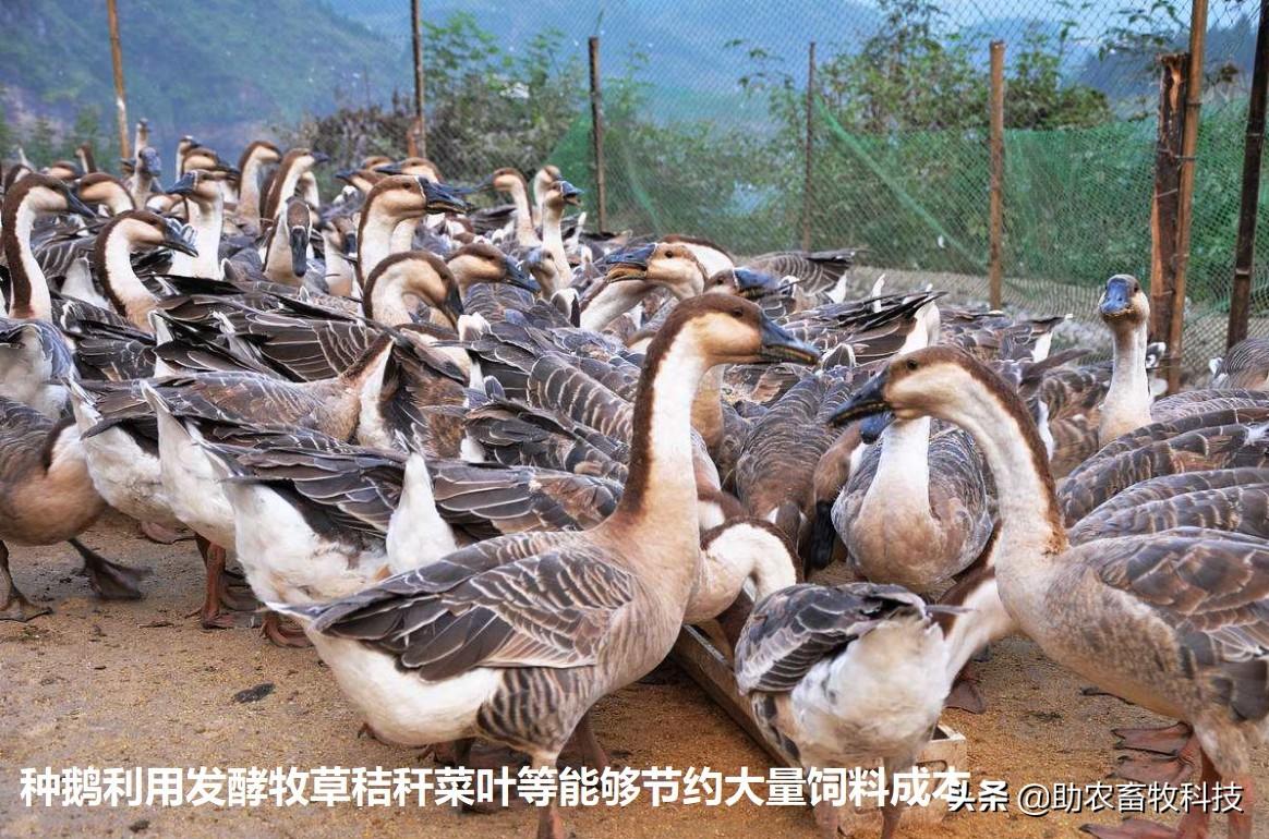 鹅鸭养殖先进技术有哪些_鸭鹅的先进养殖技术_鸭鹅的养殖成本及利润