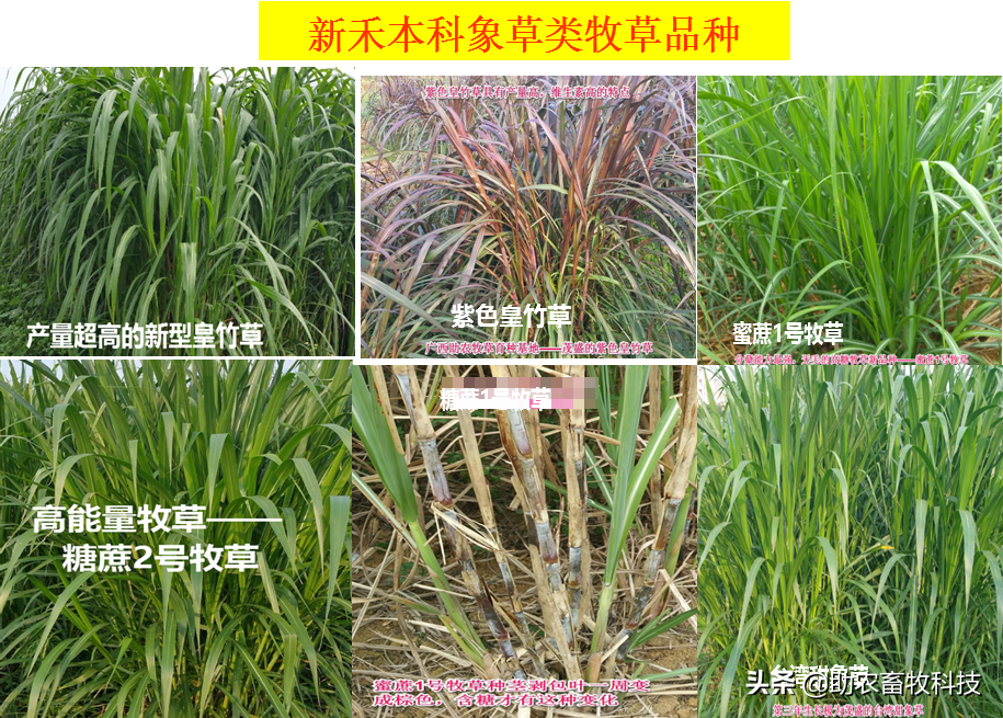 鹅鸭养殖先进技术有哪些_鸭鹅的先进养殖技术_鸭鹅的养殖成本及利润
