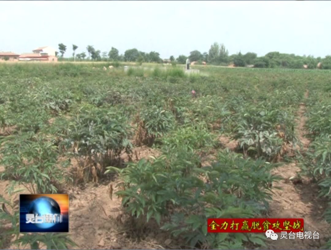 致富种植农民大量收入_农民大量种植致富_农民种地致富