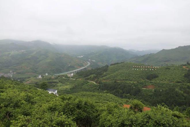种植油茶林未来前景如何_油茶林种植致富_致富种植油茶林视频