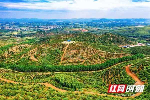 耒阳：一颗油茶树 激活产业发展“一盘棋”