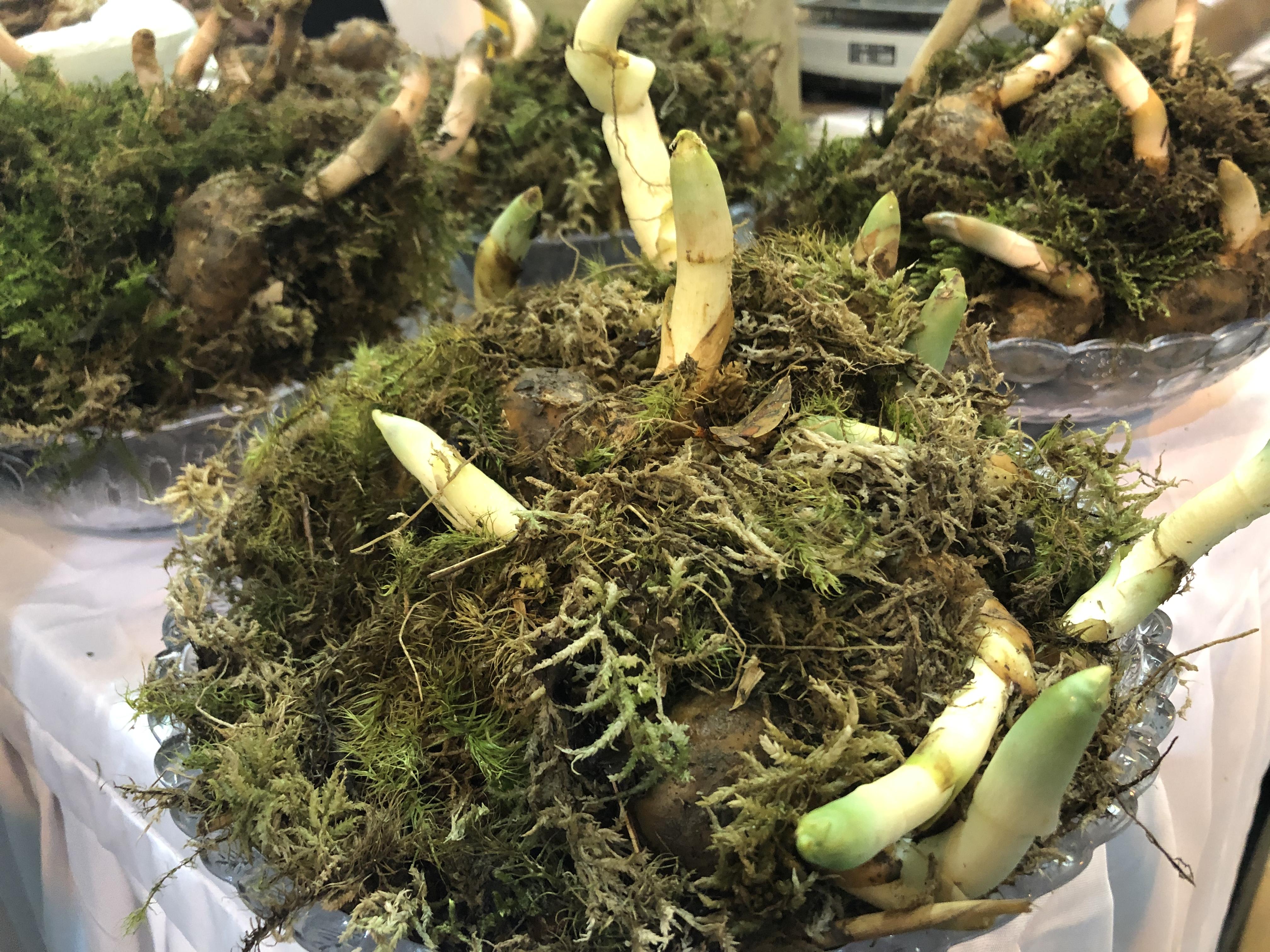 天麻种植过程中所要注意的问题