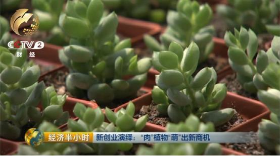 多浆植物与多肉_致富经多肉植物_中央七致富经多肉植物
