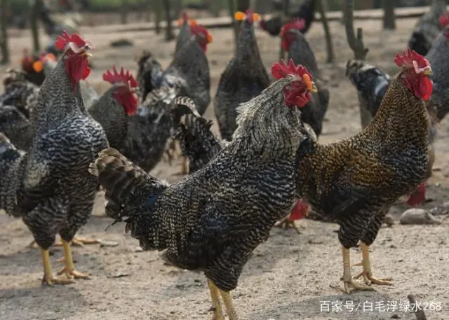 芦花鸡养殖技术视频_视频养殖鸡芦花技术大全_养殖芦花鸡注意事项