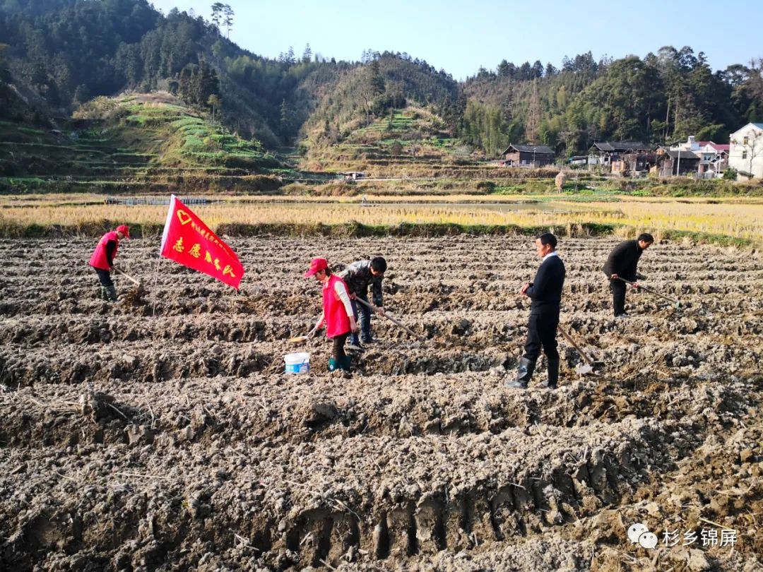种植 土豆 增收致富_致富经土豆种植大户_土豆种植赚钱吗