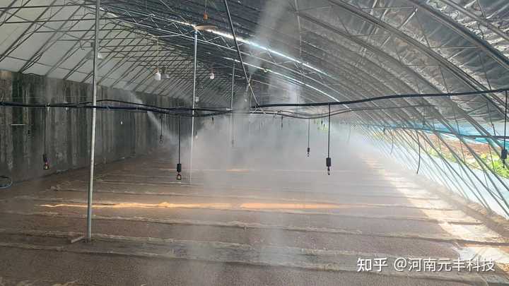 大棚种什么最挣钱？