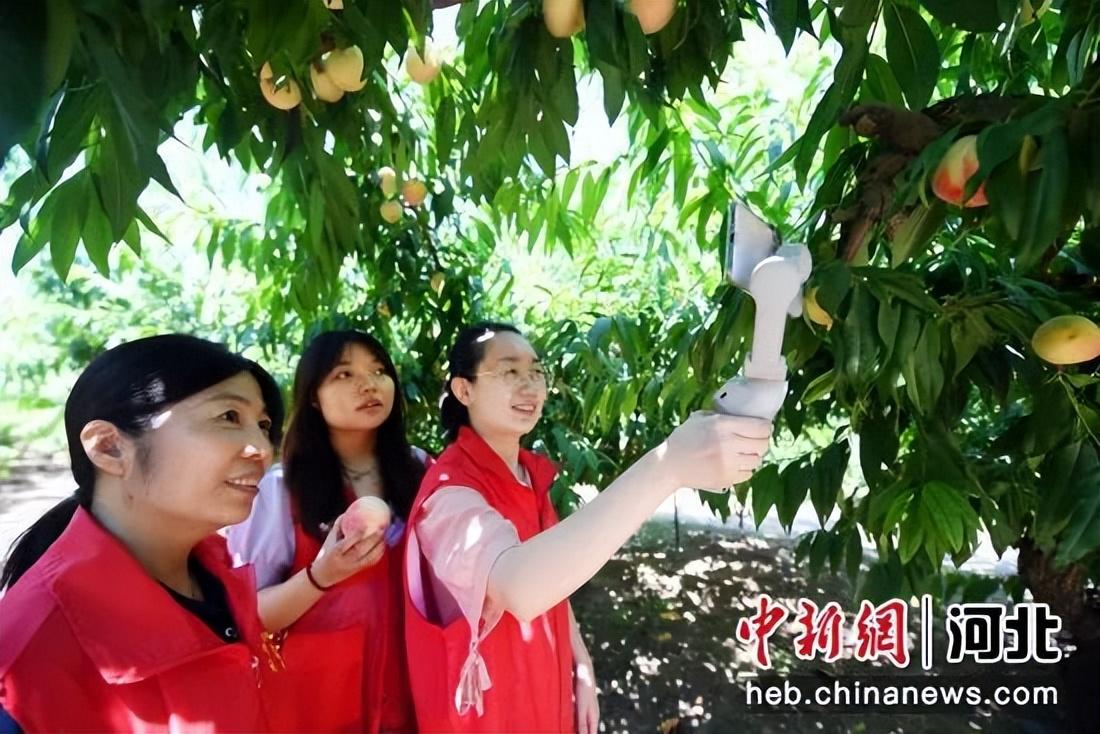 致富经爱桃成痴赚千万安徽_致富经爱桃成痴赚千万安徽_致富经爱桃成痴赚千万安徽