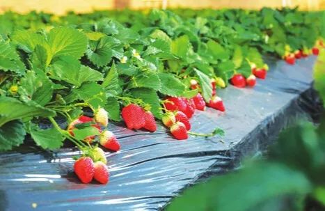 小草莓铺就致富路，子长这些种植户不简单！