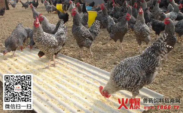 芦花鸡好养吗，芦花鸡养殖技术