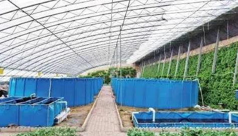 黄瓜籽种法_黄瓜籽种植技术_种植黄瓜籽致富