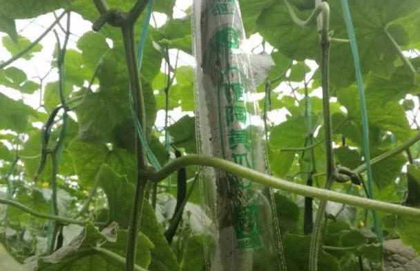 黄瓜籽种法_种植黄瓜籽致富_黄瓜籽种植技术