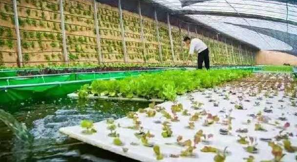 黄瓜籽种法_黄瓜籽种植技术_种植黄瓜籽致富