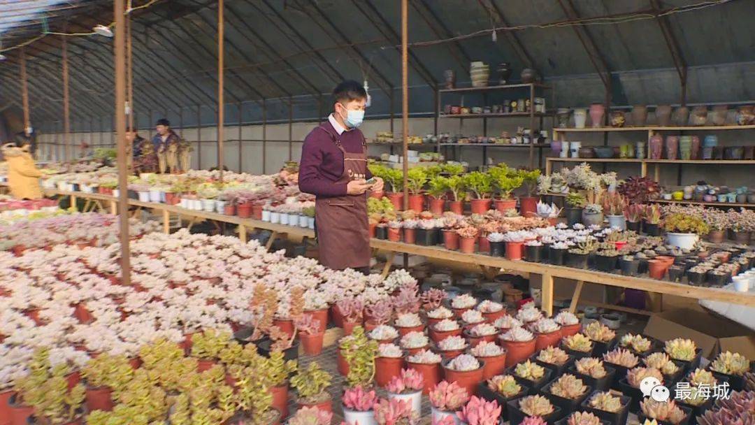 软萌多肉开出“致富花”