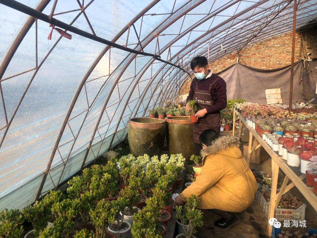 中央七致富经多肉植物_多肉花卉植物_多肉灯泡植物那里批发