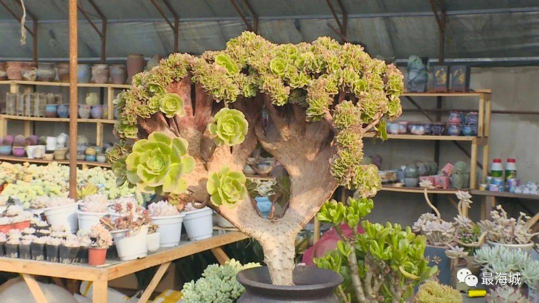 多肉灯泡植物那里批发_多肉花卉植物_中央七致富经多肉植物