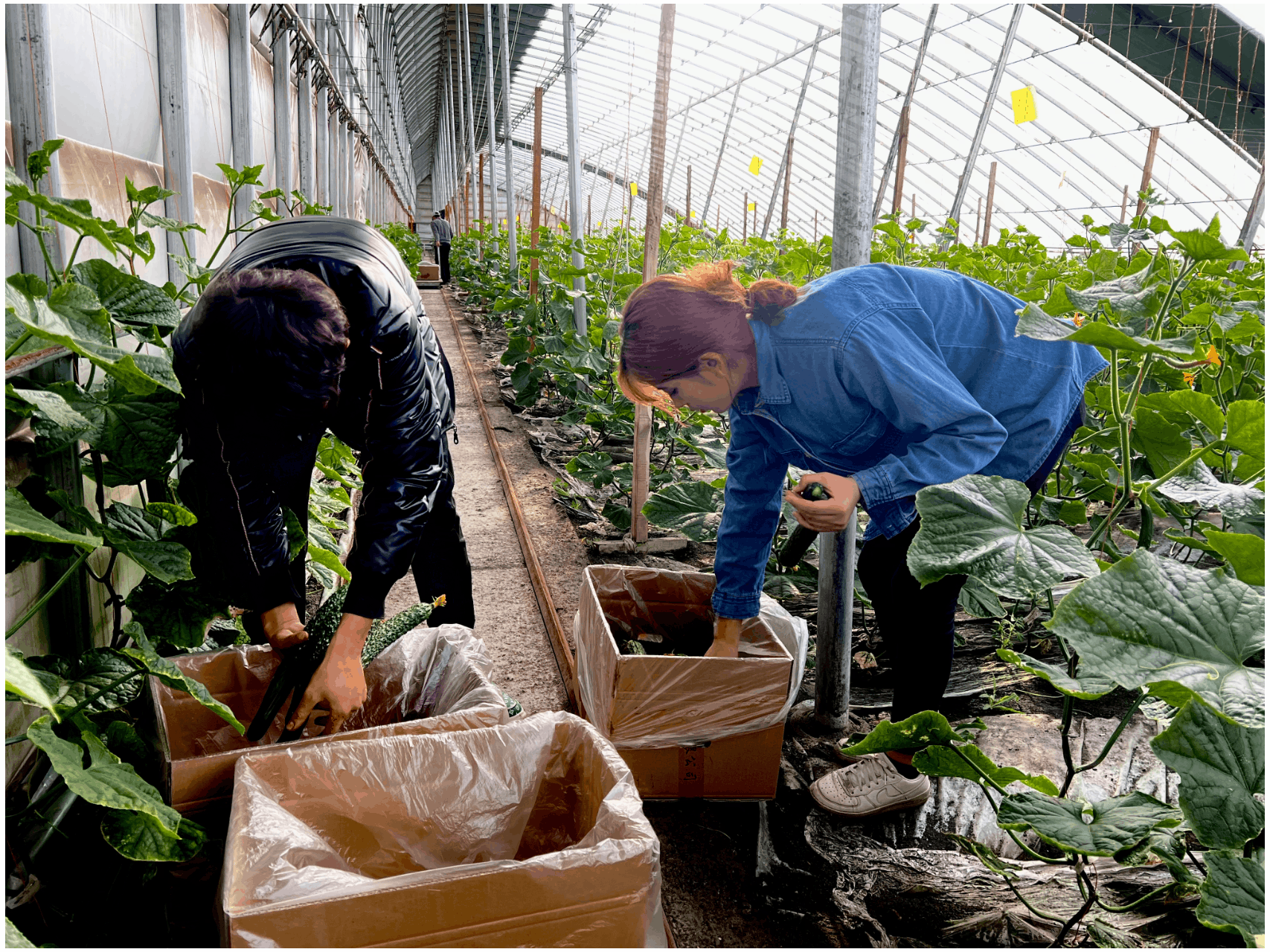 致富黄瓜籽种植技术视频_种植黄瓜籽致富_黄瓜籽种法