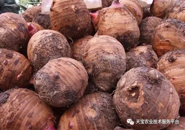 芽草种植技术_种植技术芽菜_学种植芽苗菜技术