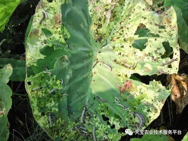 种植技术芽菜_芽草种植技术_学种植芽苗菜技术