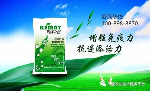 种植技术芽菜_芽草种植技术_学种植芽苗菜技术