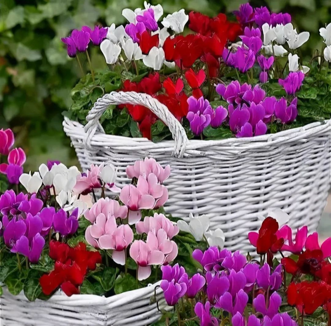 红车花怎么养_养殖车红花技术视频_红车花怎么养殖技术
