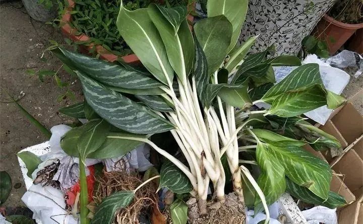 养殖车红花技术视频_红车花怎么养殖技术_红车花怎么养