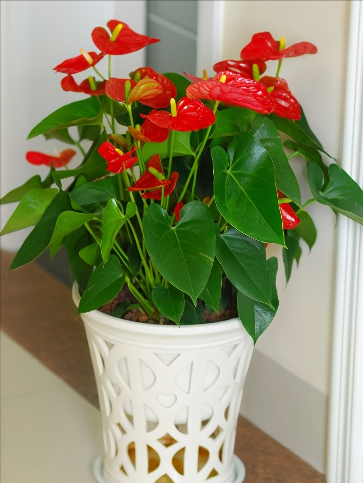 红车花怎么养殖技术_养殖车红花技术视频_红车花怎么养
